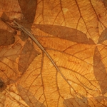 Mulberry Paper with Teak Leaves - ORANGE