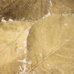 Mulberry Paper with Teak Leaves - BEIGE