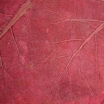 Mulberry Paper with Teak Leaves - RED