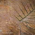 Mulberry Paper with Teak Leaves - BROWN
