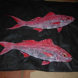 Gyutaku (Fish Rubbings)